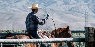 Cowboy på sin hest med en pisk