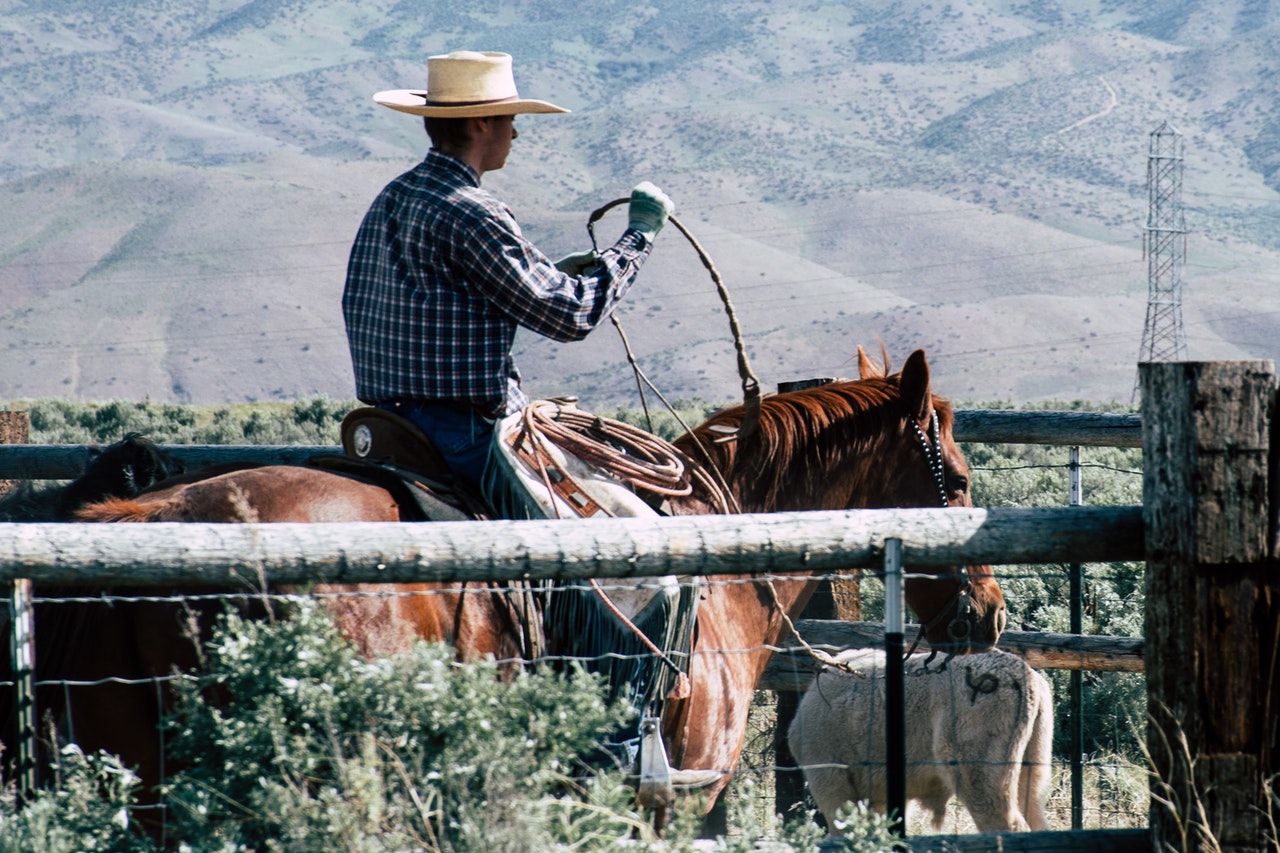 Cowboy på sin hest med en pisk